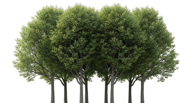 Group of tall green trees against black background