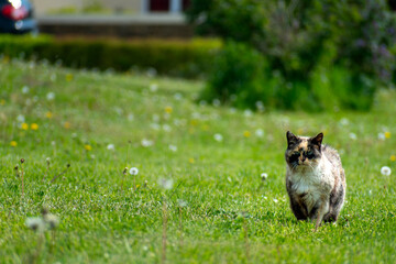Calico cat with blue eyes in a garden