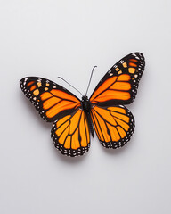 Fototapeta premium Monarch butterfly orange wing black pattern insect white background delicate nature closeup vibrant symmetrical. Monarch butterfly with vibrant orange wings and black pattern rests white