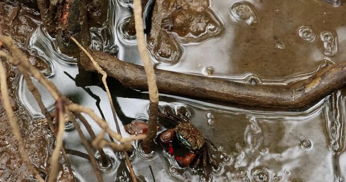 Small tropical crab with red claws crawling through shallow muddy water among mangrove roots. The detailed close-up captures the texture of the wet environment and the vibrant contrast of the crab&rsquo;s c