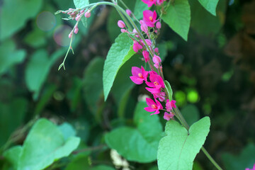 coral vine also known as queen’s wreath	
