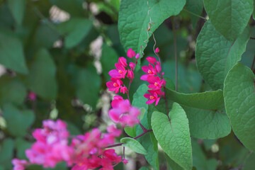 coral vine also known as queen’s wreath