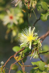 capparis divaricata flower or caper flower in forest
