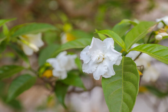Tagar Multi Petal Flower or crape jasmine in garden