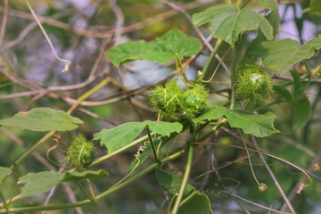 Passion fruit of Fetid passionflower, Scarletfruit passionflower (Passiflora foetida) a vine fruit	
