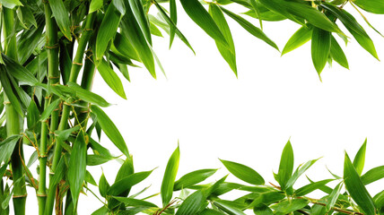 Obraz premium Fresh green bamboo leaves frame isolated on a vibrant tropical grass background, depicting growth and nature