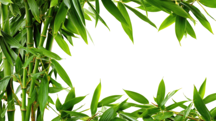 Fresh green bamboo leaves frame isolated on a vibrant tropical grass background, depicting growth and nature
