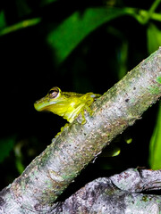 Glass frog on a Branch: A vivid glass frog perches gracefully on a textured branch, its translucent skin reflecting the surrounding environment in a captivating display of nature's artistry.