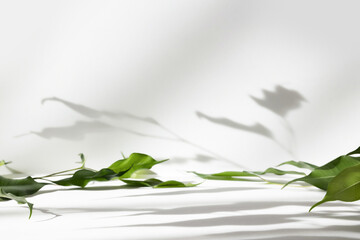 Abstract white color studio background for product presentation. Empty room with shadows of window and plant leaves . 3d grey room with copy space. Summer concept. Blurred backdrop.