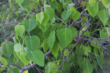 peepal tree leaves in branches