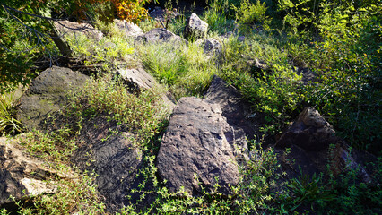 Large rugged rocks scattered in a lush green forest under natural sunlight