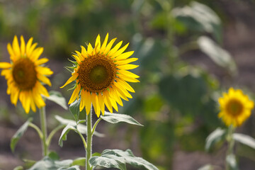 beautiful sunflowers in the field