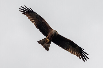 Accipitridae, the kings of the sky
