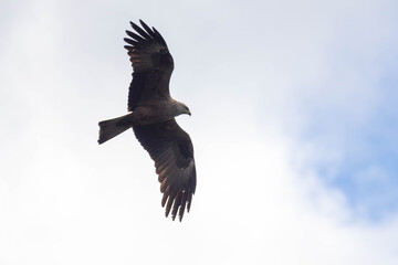 Accipitridae, the kings of the sky