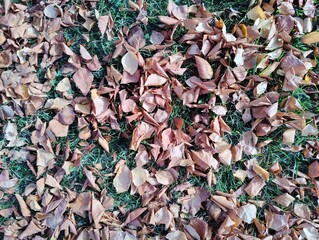 Overhead Full Frame View of Dried Brown Autumn Leaves Scattered and Piled on Bright Green Grass