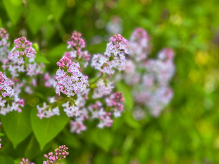 Pink lilac blossoms on green leaves in sunny garden with blurred background.