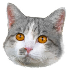 Close-up of Gray and white cat's face with eyes close and smiling isolated on white background, Gray cat meows on White Background PNG File.