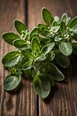 Marjoram