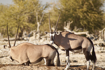 oryx in the wild