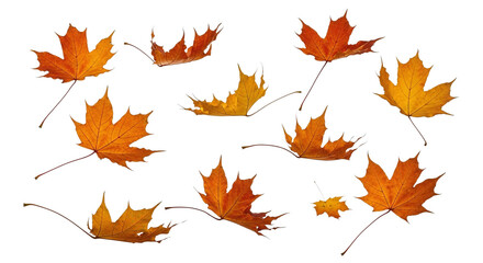 A group of vibrant orange and yellow maple leaves are scattered across a white background, capturing the essence of autumn.
