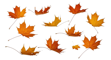 A group of vibrant orange and yellow maple leaves are scattered across a white background, capturing the essence of autumn.