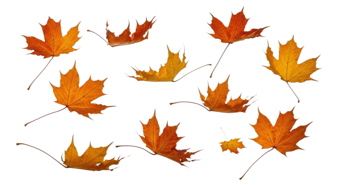 A group of vibrant orange and yellow maple leaves are scattered across a white background, capturing the essence of autumn.