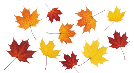 A collection of vibrant autumn maple leaves in shades of red, orange, and yellow, scattered on a clean white background, showcasing the beauty of fall foliage.