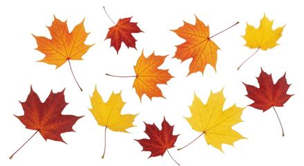 A collection of vibrant autumn maple leaves in shades of red, orange, and yellow, scattered on a clean white background, showcasing the beauty of fall foliage.