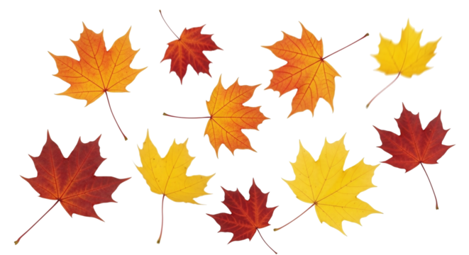 A collection of vibrant autumn maple leaves in shades of red, orange, and yellow, scattered on a clean white background, showcasing the beauty of fall foliage.