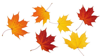 A vibrant collection of maple leaves in various shades of orange, yellow, and red, scattered across a clean white background, showcasing the beauty of fall foliage.