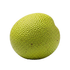 A single breadfruit is displayed, showcasing its round shape and distinctive green, textured skin....