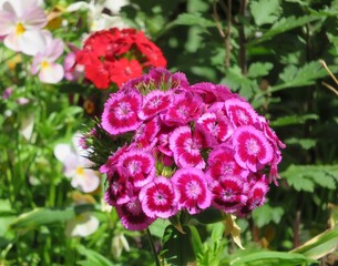 紫色のナデシコの花