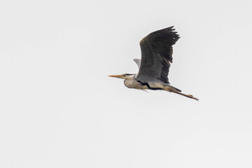 Ardeidae, purple heron or great blue heron in flight