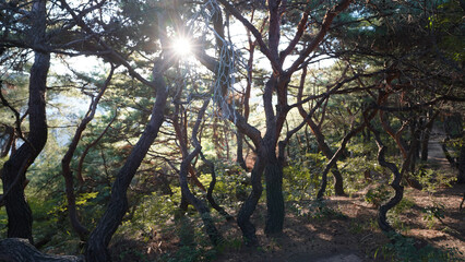 Dense forest of Japanese red pine trees bathed in soft sunlight