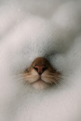 Bubbles of Bliss: A charming cat's nose emerges from a sea of frothy bubbles, embodying serenity and gentle peace. A close-up view of a cat's nose amidst a sea of bubbles, revealing calm.