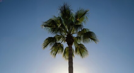 Fototapeta premium Tropical Palm Tree Silhouette Against Clear Blue Sky for Landscape and Nature Photography