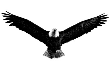 Flying Bald Eagle 