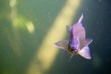 Fish in the aquarium