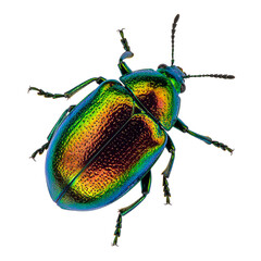 Emerald Beetle: A close-up view of an iridescent beetle showcases nature's artistry with its shimmering, jewel-toned shell, tiny legs, and delicate antennae.