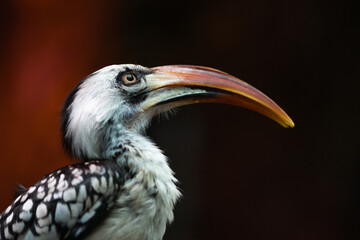Portrait of a toucan