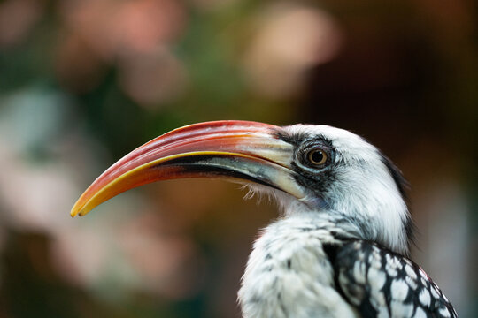 Portrait of a toucan