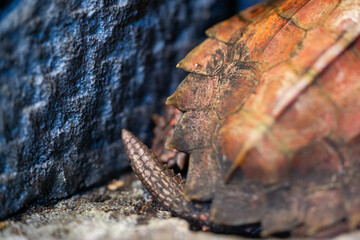 Turtle closeup