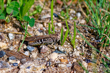 Gefleckte Keulenschrecke (Myrmeleotettix maculatus)  Männchen