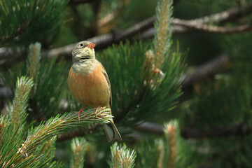 Ortolan bunting, Emberiza hortulana, beautiful songbird on tree branch