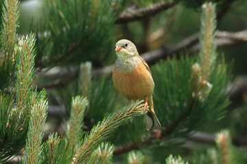 Ortolan bunting, Emberiza hortulana, beautiful songbird on tree branch