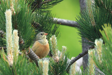 Ortolan bunting, Emberiza hortulana, beautiful songbird on tree branch