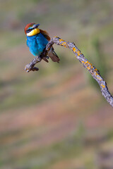 Bee-eater, Merops apiaster, Mediterranean Forest, Castilla y Leon, Spain, Europe
