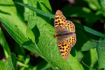 Kleiner Perlmuttfalter (Issoria lathonia) 