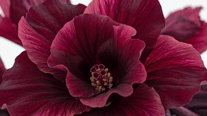 A captivating macro close-up reveals the exquisite details of a deep red flower in full bloom, showcasing its rich, velvety petals. The lush burgundy and crimson hues create a visually stunning displa - Powered by Adobe