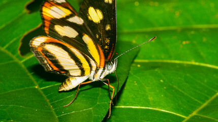 Tropical Butterfly, Tropical Rainforest, Napo River Basin, Amazonia, Ecuador, America